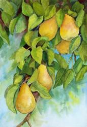 Pears 2 | Obraz na stenu