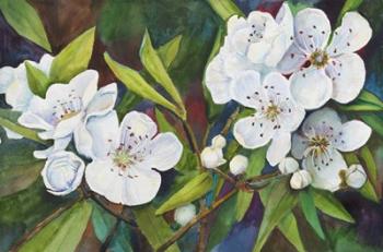 Pear Blossoms | Obraz na stenu