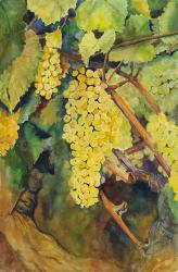Yellow Grapes | Obraz na stenu