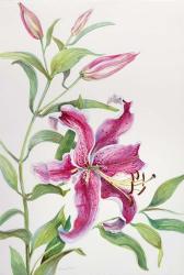 A stem of Lilies | Obraz na stenu