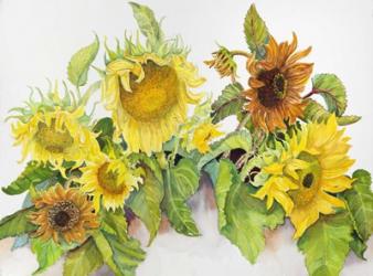 Gold and Bronze Sunflowers | Obraz na stenu