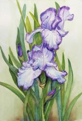 Iris Dressed in Purple and White | Obraz na stenu