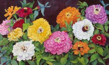 Zinnias in Many Colors | Obraz na stenu