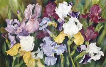 Multi Colored Field Of Iris | Obraz na stenu