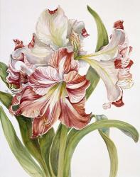 Red And White Amaryllis | Obraz na stenu