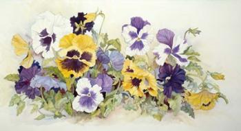 Pansies In Yellow- Purple | Obraz na stenu