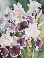 Ruffled Burgundy Iris' | Obraz na stenu