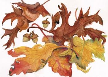 Leaves And Acorns | Obraz na stenu