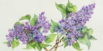 Lilac Sprigs | Obraz na stenu