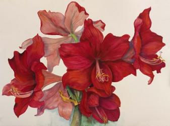 Holiday Amaryllis | Obraz na stenu