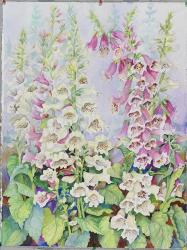 Summer Foxglove | Obraz na stenu