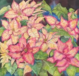 Pink Variegated Poinsettia | Obraz na stenu