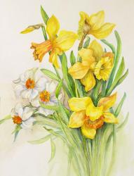 Daffodils- Springs Calling Card | Obraz na stenu