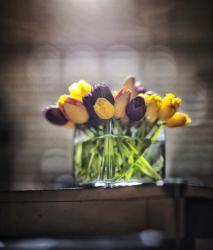 Cut Tulips On Edge Of Table | Obraz na stenu