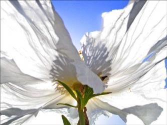 White Poppy In The Sun | Obraz na stenu