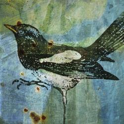 Magpie | Obraz na stenu