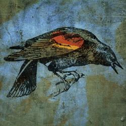 Redwing Blackbird | Obraz na stenu