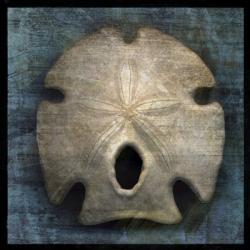 Arrowhead Sand Dollar | Obraz na stenu