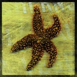 Brown Starfish | Obraz na stenu