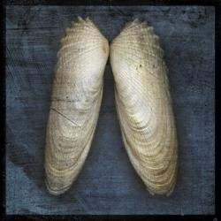 Angel Wings | Obraz na stenu