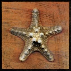 Armored Starfish | Obraz na stenu