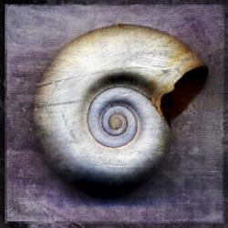 Moon Snail | Obraz na stenu