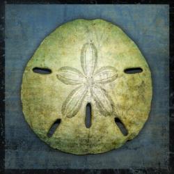 Sand Dollar | Obraz na stenu