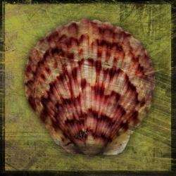 Scallop | Obraz na stenu