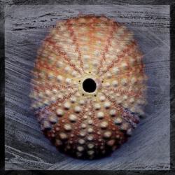 Sea Urchin 1 | Obraz na stenu