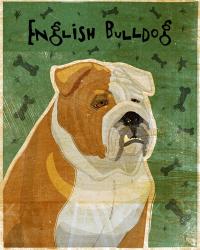 English Bulldog Tan and White | Obraz na stenu