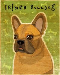 French Bulldog Fawn | Obraz na stenu