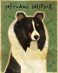 Shetland Sheepdog - Tri-Color | Obraz na stenu
