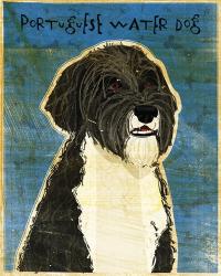 Portuguese Water Dog | Obraz na stenu