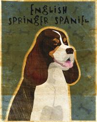 English Springer Spaniel (tri-color) | Obraz na stenu