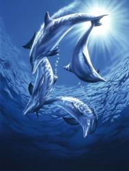 Dolphin Swing | Obraz na stenu