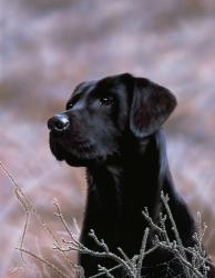 Black Lab | Obraz na stenu