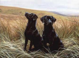 Two Black Labs | Obraz na stenu