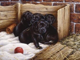 Black Lab Puppies | Obraz na stenu