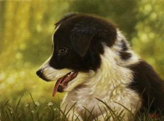 Border Collie Pup 2 | Obraz na stenu