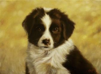 Border Collie Pup 1 | Obraz na stenu