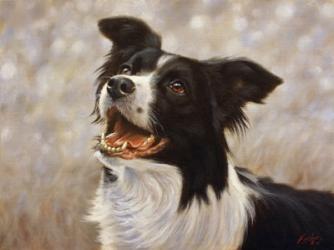 Border Collie 1 | Obraz na stenu