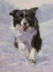 Border Collie 3 | Obraz na stenu