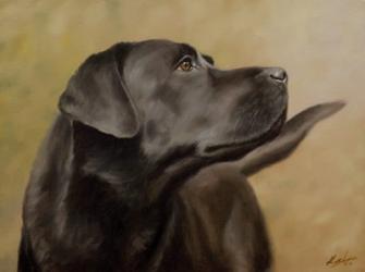 Black Lab 13 | Obraz na stenu