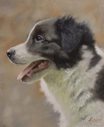 Border Collie 9 | Obraz na stenu