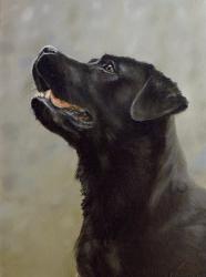 Black Lab 18 | Obraz na stenu