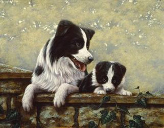 Border Collie 15 | Obraz na stenu