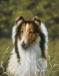 Lassie | Obraz na stenu
