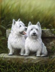 Pair of Westies | Obraz na stenu