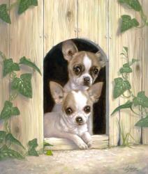 Chihuahua's In Doghouse | Obraz na stenu
