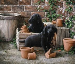 Among the Flower Pots | Obraz na stenu